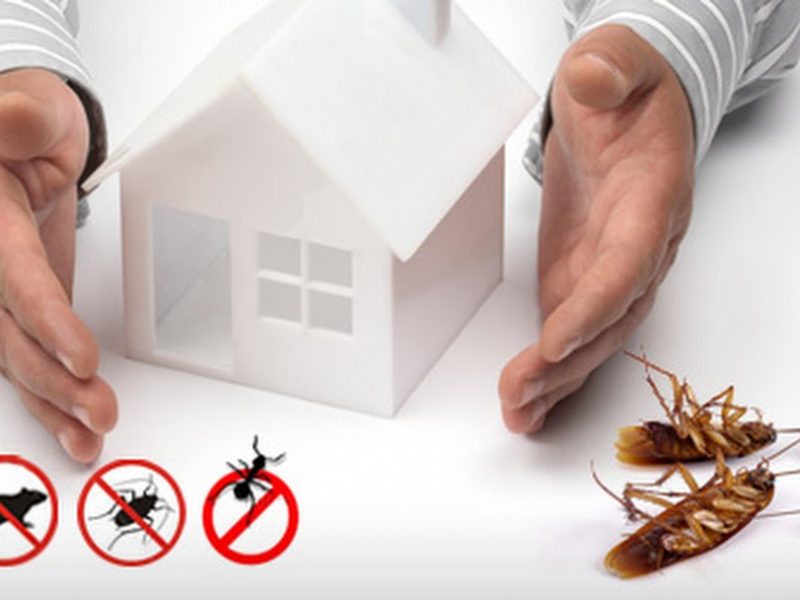 Which is the best Pest Control services in Texas?